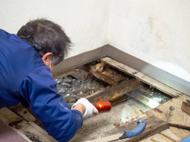Mold Removal and Inspection in Brunswick, MD