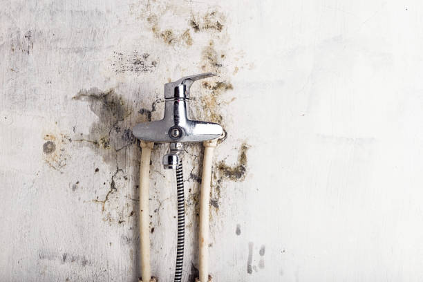 Best Mold Inspection  in Brunswick, MD
