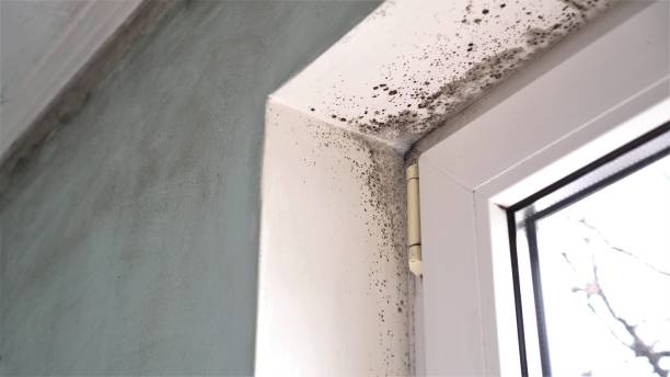 Best Residential Mold Removal  in Brunswick, MD