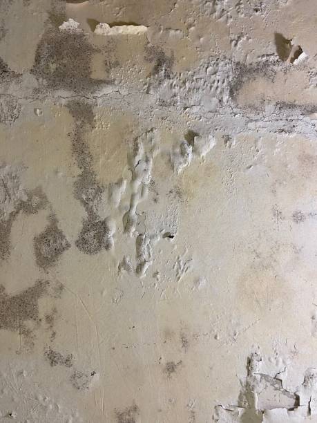 Best Home Mold Removal  in Brunswick, MD