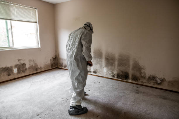 Best Certified Mold Removal  in Brunswick, MD