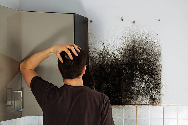Professional Mold Removal in Brunswick, MD